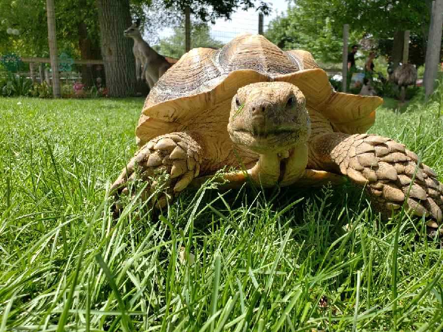 Healthy Sulcata Tortoise Diet